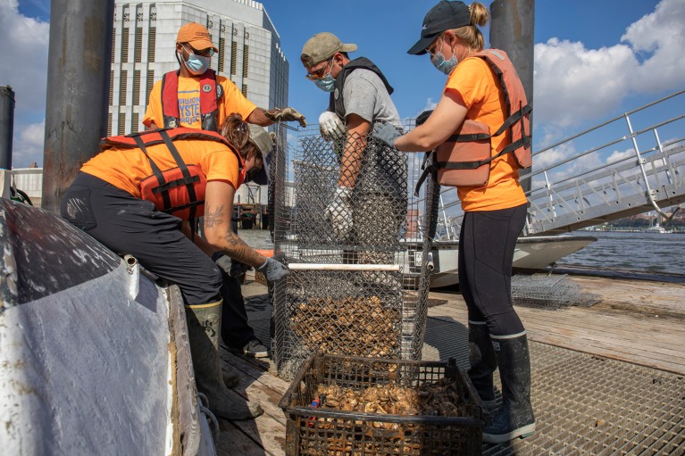 Four people wearing orange 'Billion Oyster Project' T-shirts and life jackets fill a piling wrap prototype with oysters on a dock