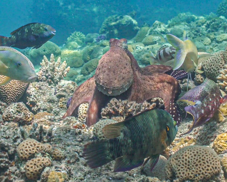 An octopus cyanea hunting with a blue goatfish, while a blacktip grouper lies in wait.