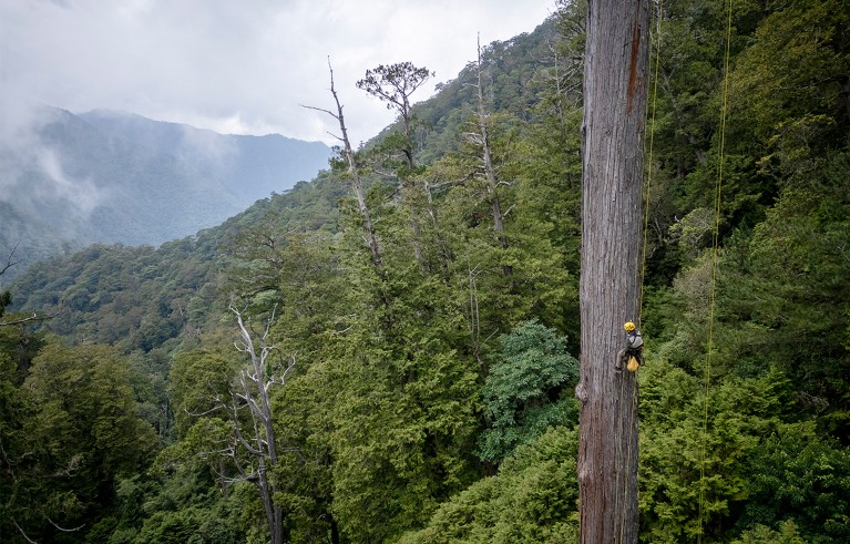 Rebecca Hsu from the Taiwan Forestry Research Insitute climbs a 75m high giant Taiwania she has named 'Great White' due to its pale trunk.