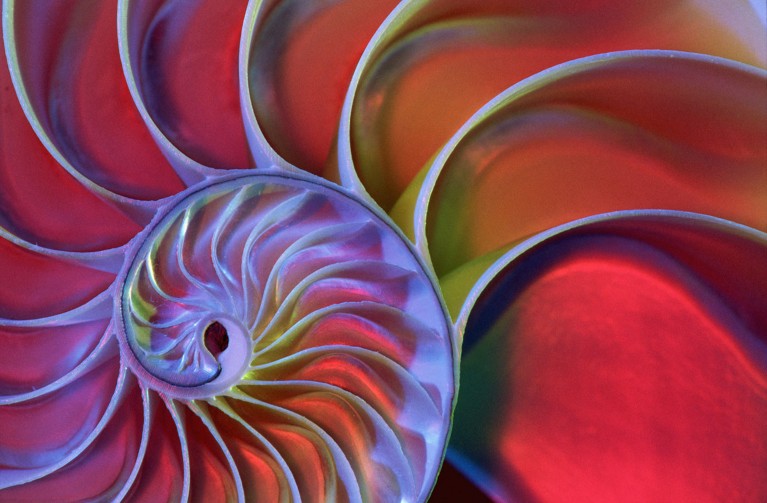 Close up view of a chambered Nautilus shell cross section under colored light.