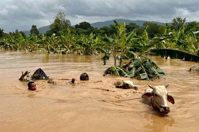 Two men swim with their cattle through deep brown flood water in rural Myanmar