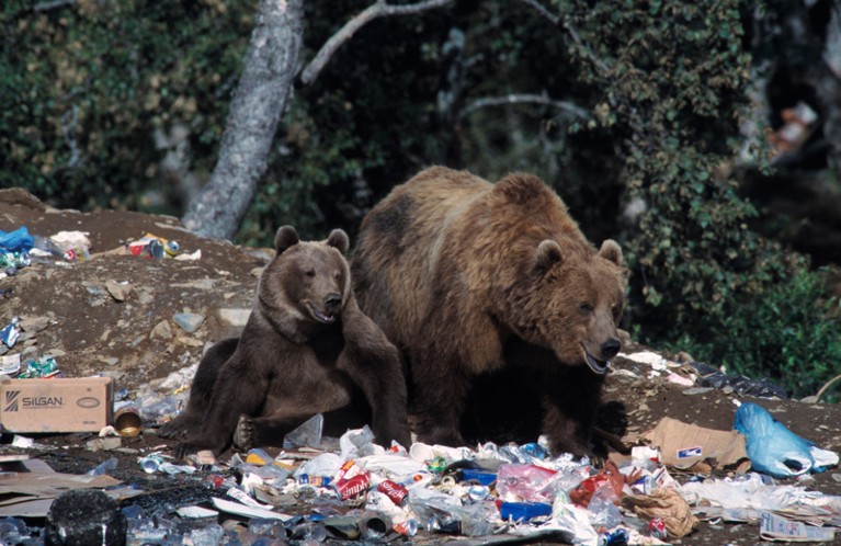 An adult and cub Kodiak bear forage in a city dump in Kodiak, Alaska