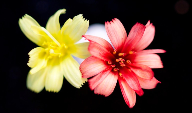 A yellow lettuce flower next to a red lettuce flower which has been modified with the RUBYBY p