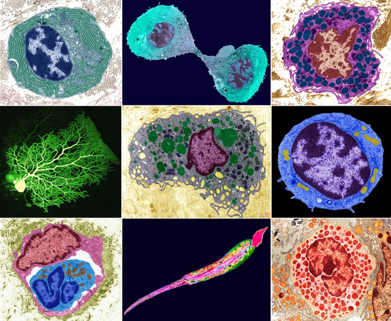 A mosaic of nine images showing various human cell types.