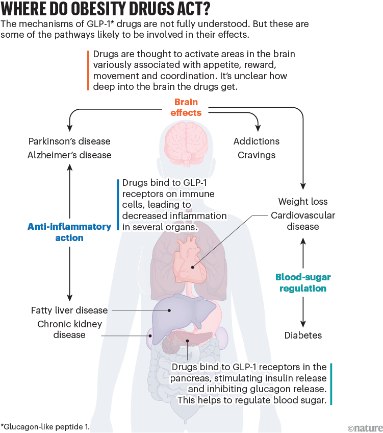 Where do obesity drugs act? Graphic that shows some of the sites of action of GLP-1 obesity drugs in the body, and how their effects could help with a variety of diseases and conditions.