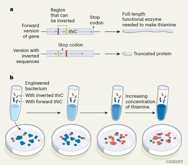 An infographic illustrating how bacteria can invert sequences inside a gene.