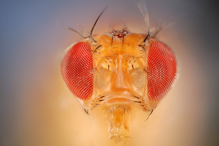 A very close-up, focus stacked portrait of a fruit fly with a blurred background