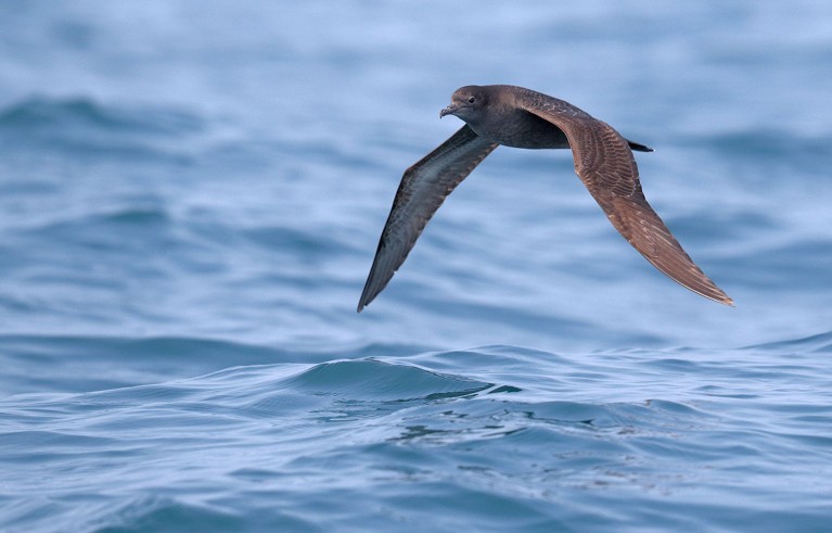 A adult short-tailed Shearwater (Ardenna tenuirostris) in flight off the coast of Hong Kong.