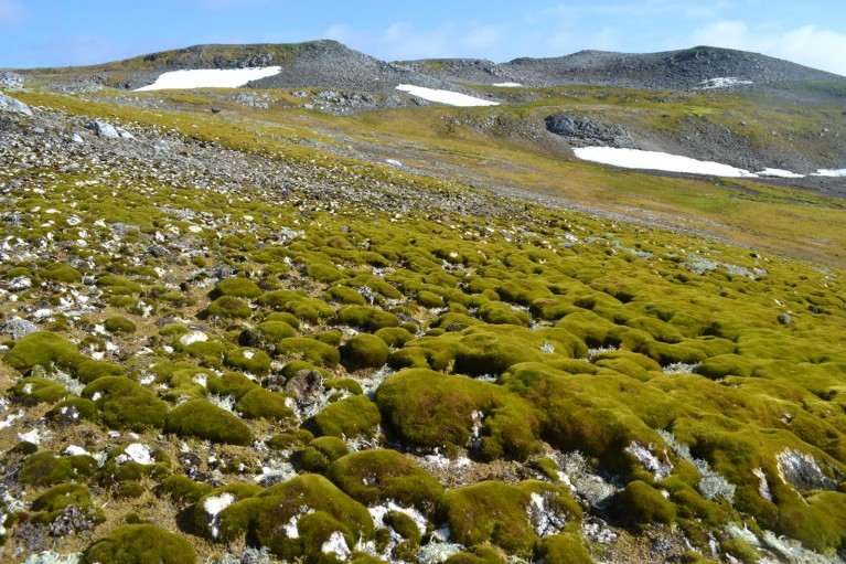 A general landscape view of Ardley Island on a sunny day with small patches of melted snow