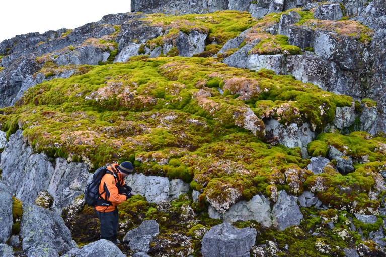 A general view of Norsel Point showing the green vegetation and a person in an orange jacket