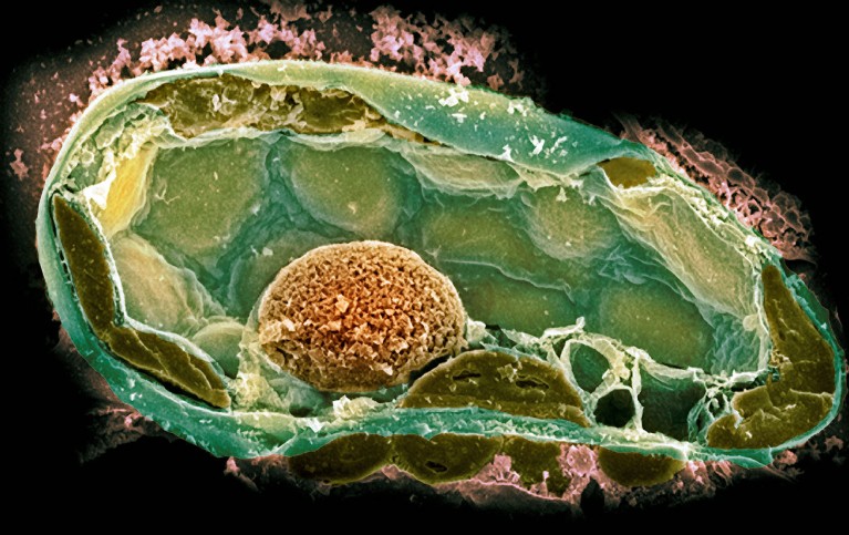 Coloured scanning electron micrograph of a section through a plant cell, revealing its internal structure.