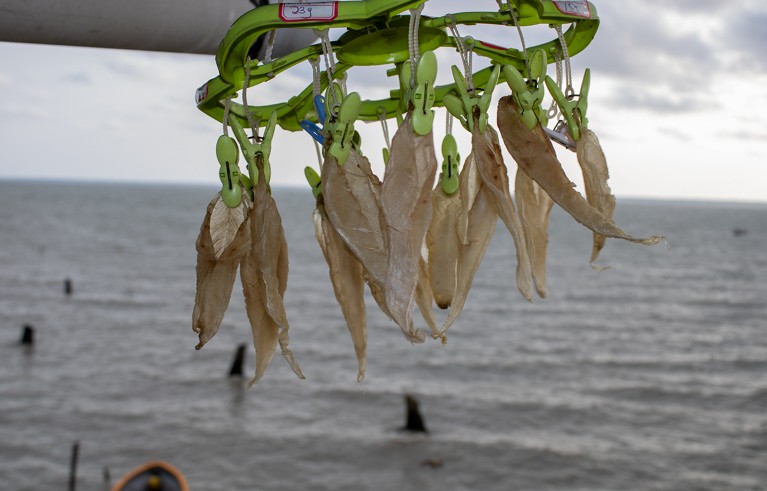 Fishmaw product bought from villagers, labelled with their weight when received and drying in the wind at the buyer’s house, Veraibari Village. Kikori. Gulf Province. Papua New Guinea.