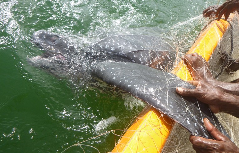 A leatherback turtle caught as bycatch in fishmaw nets. Veraibari village, Pai’ia Tribal lands and waterways. Kikori District. Gulf Province. Papua New Guinea.