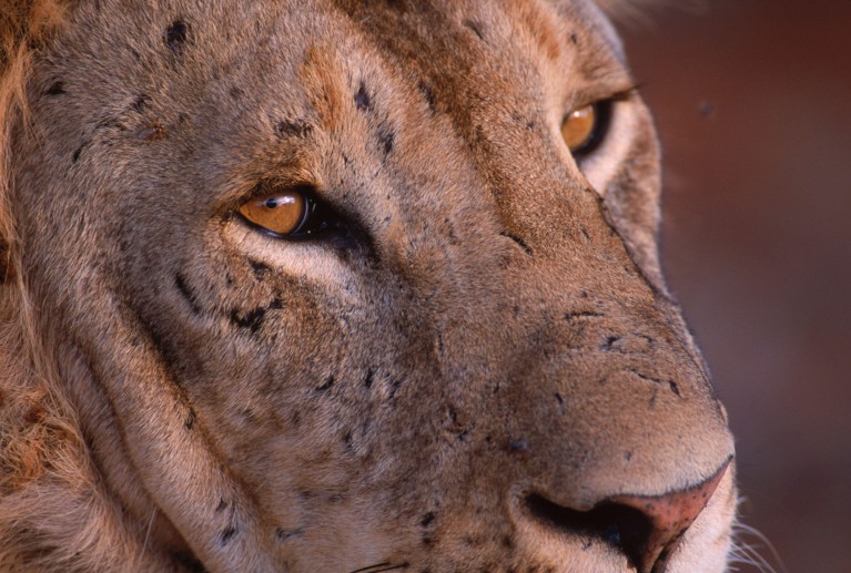 Close-up of the face of a maneless lion