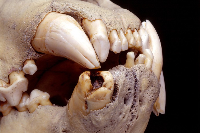 Primer plano de un cráneo de león mostrando sus dientes sobre un fondo negro