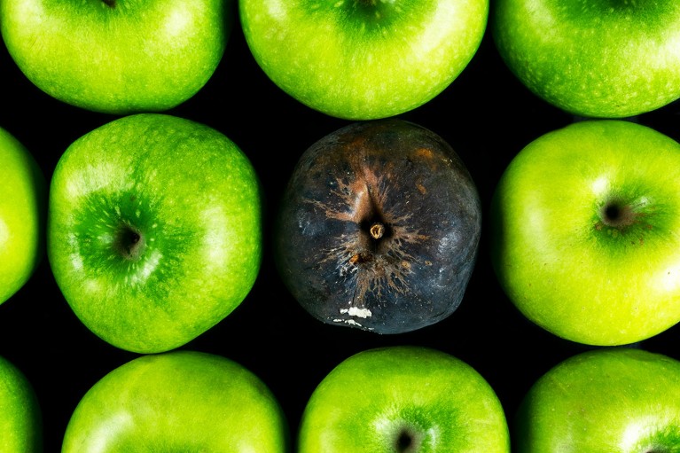 A single rotten apple surrounded by many fresh green ones.