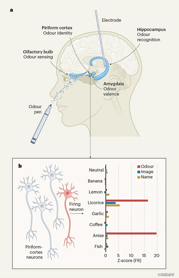 Infographic that shows how odours are processed in different regions of the brain.