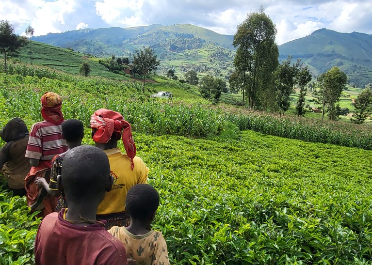 People look over the green crops at The Kibira Peace Forest Sanctuary Foundation in 2024.