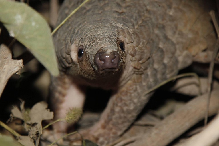 An injured pangolin rescued from a hunter receives medical treatment at a new Pangolin Rehabilitation Center in Cambodia, 2012.