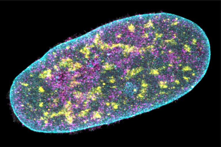 Immunofluorescence in an expanded nucleus shown in blue, yellow and purple colours on a black background