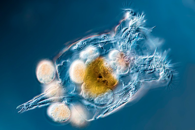 Micrograph of freshwater planktonic rotifers with parthenogenetic eggs