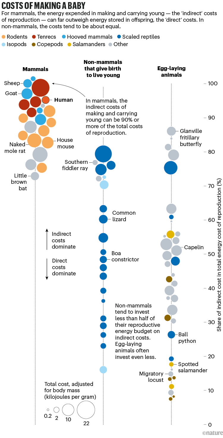 Costs of making a baby. Chart comparing direct and indirect reproduction energy cost for different animals.