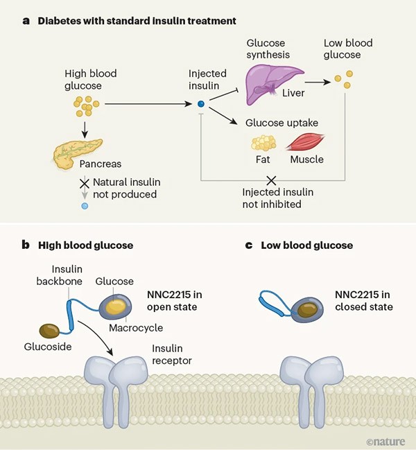 An infographic illustrating a glucose-responsive insulin for diabetes.