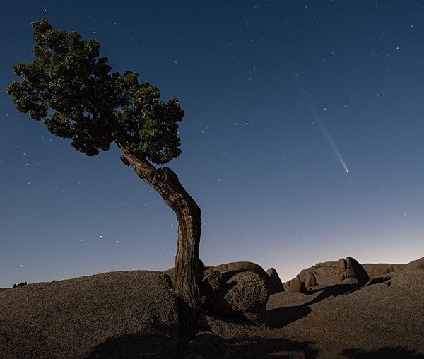 Comet C/2023 A3 (Tsuchinshan-ATLAS) streaks across the sky above a single tree in Joshua Tree National Park.