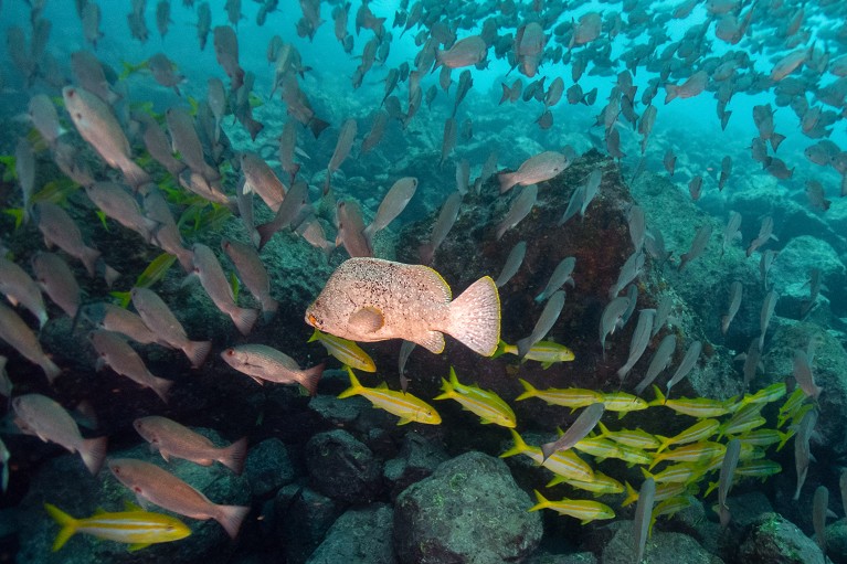 A large school of fish at the Sanctuary of Fauna and Flora Malpelo in the Colombian Pacific.