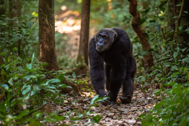 A Bugondo forest chimpanzee walking on a forest track.