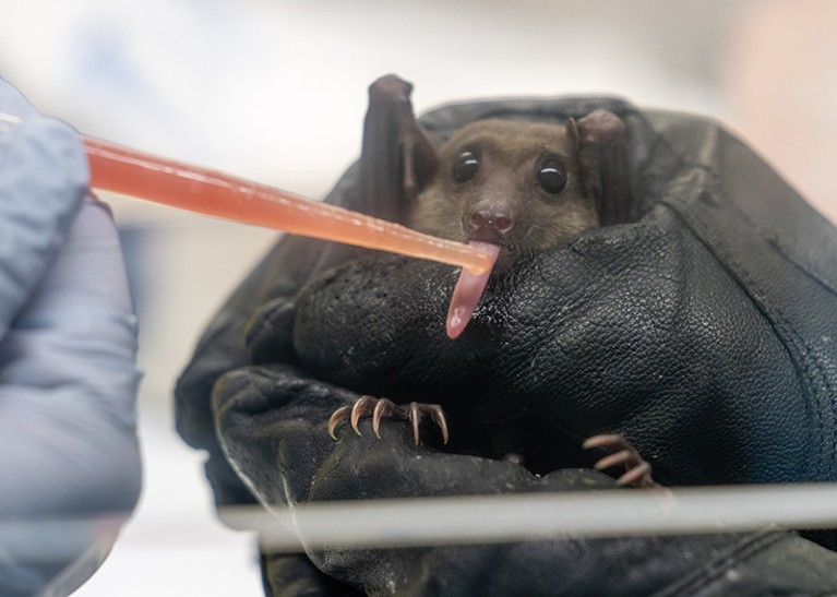 A Cave Necar Bat sticks its tongue out to recieve watermelon juice