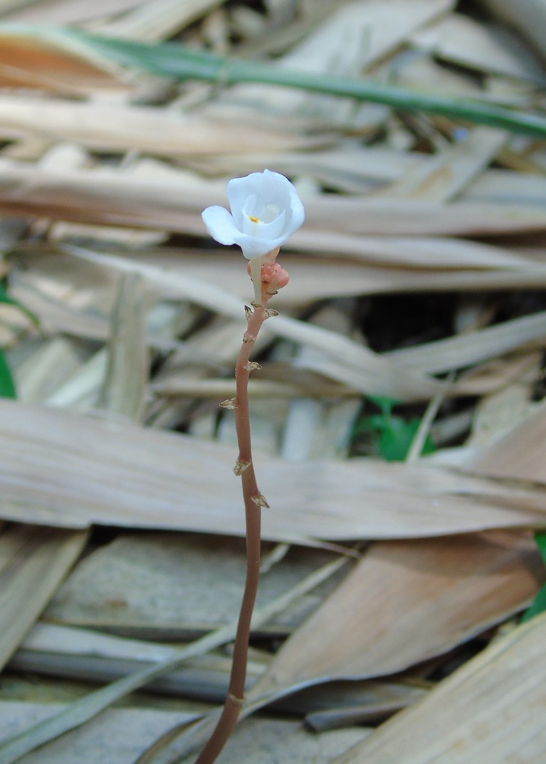 A photograph of a Ghost Orchid growing in the wild