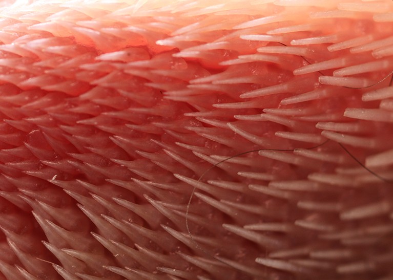 A close up image of the surface of a cat's tongue