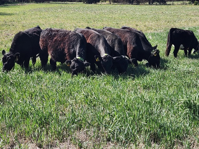 Grass fed cattle for beef grazing on kernza, a cover crop, in the spring.