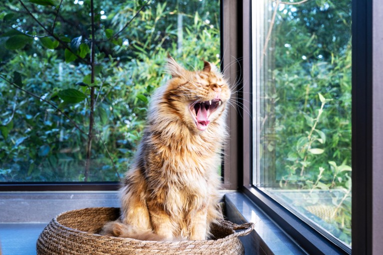 A red tabby maine coon cat yawns while sitting in a woven basket next to a window