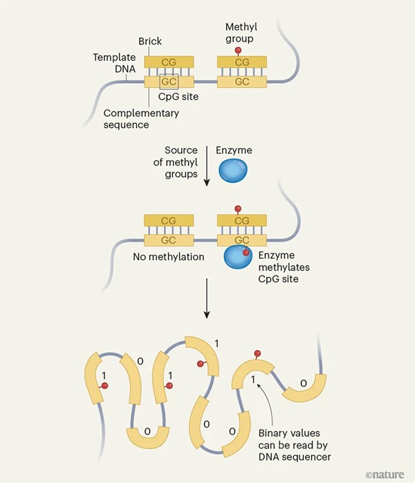 An infographic illustrating writing bits of information on DNA molecules using methyl groups.