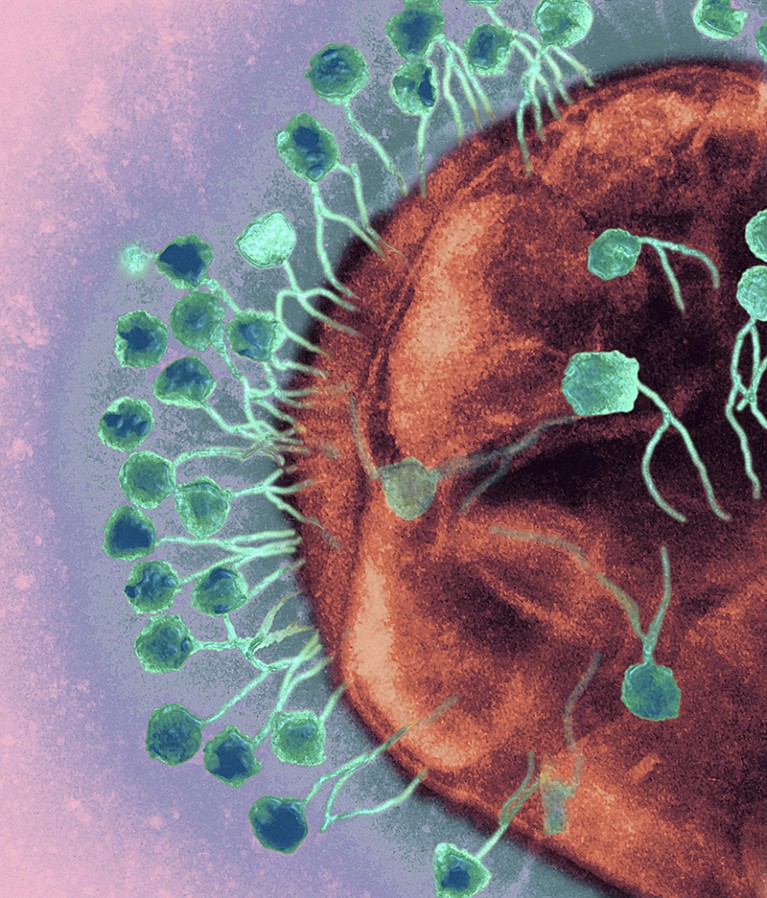 A transmission electron micrograph showing bacteriophages attacking bacteria