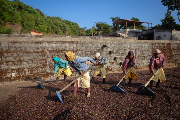 Five workers spread Robusta coffee berries to sun dry in the southern state of Karnataka, India.