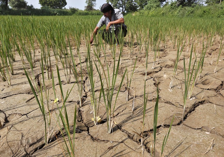 A farmer removes dried plants from his parched paddy field on the outskirts of Ahmedabad, India in 2015.