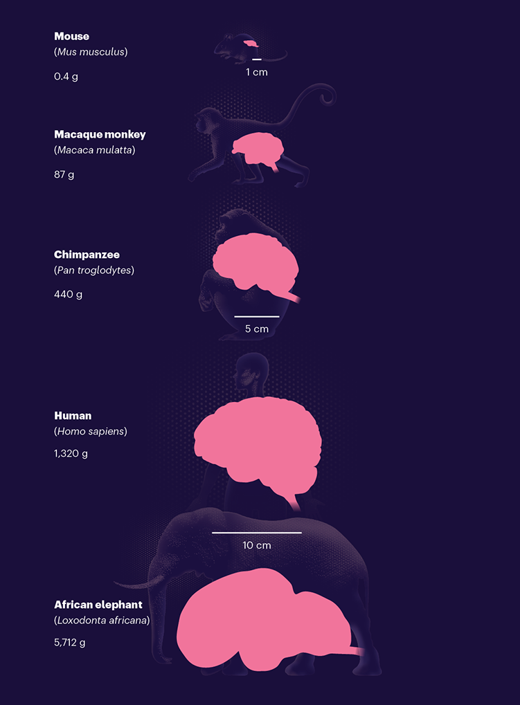 A graphic that shows the comparative sizes of the brains of the mouse, a macaque monkey, a chimpanzee, a human and an African elephant.