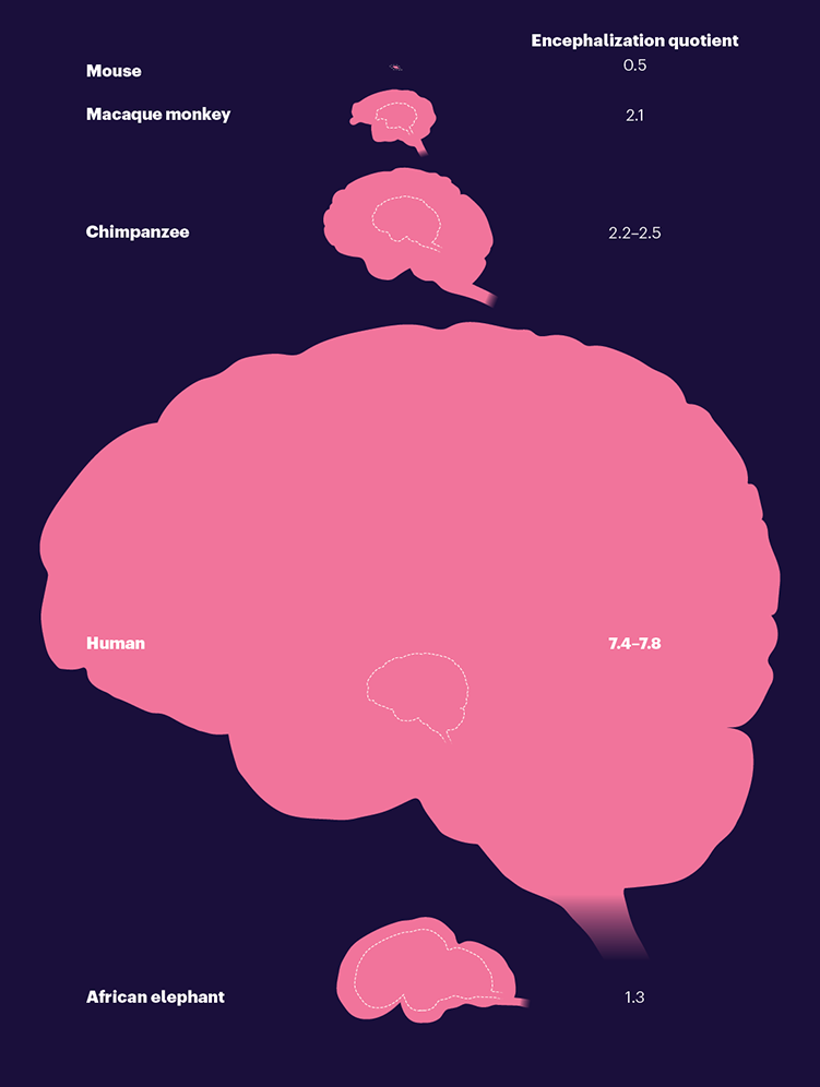 A graphic that shows the comparative sizes of the brains of the mouse, a macaque monkey, a chimpanzee, a human and an African elephant, scaled by encephalization quotient, which makes the human brain huge.