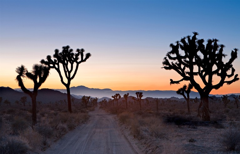 Joshua Tree, Joshua Tree National Park, Mojave desert, California, USA.