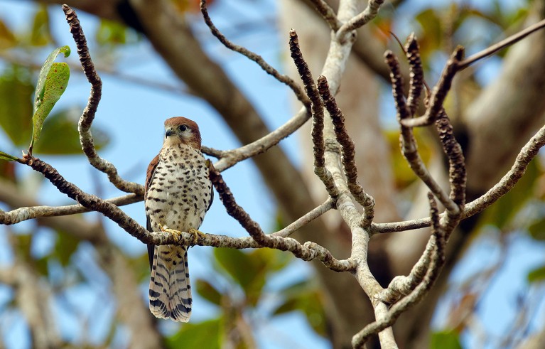 Mauritius kestrel among tree branches.