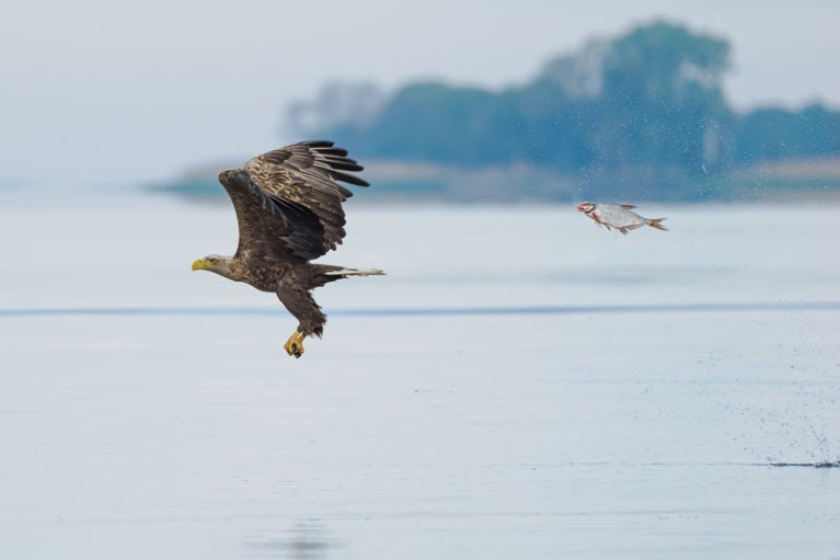 A bream appears to be flying in pursuit of a bald eagle after being caught and dropped by the eagle