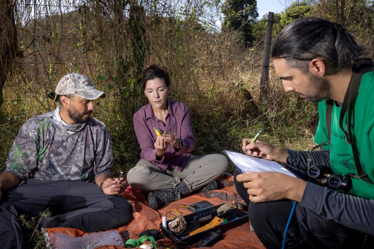 Ana Gonzalez sits cross-legged on a ground sheet with two colleagues whilst holding a small yellow bird ready for tagging to track its migration from Mexico