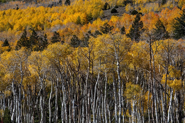 Thousands of Aspen trees turn bright red, yellow, and orange colors as fall arrives in the upper elevations of Fishlake National Forest.