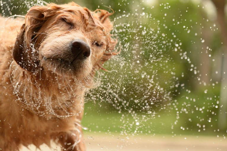 A wet Golden Retriever dog sprays water as it shakes to dry itself.