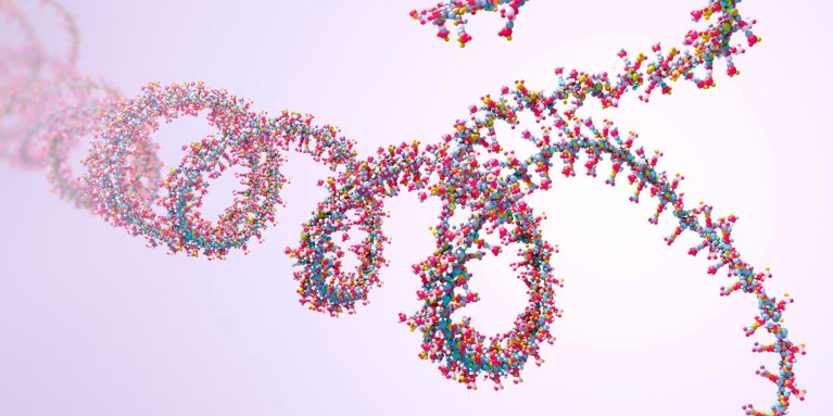 Illustration of a ribonucleic acid chain