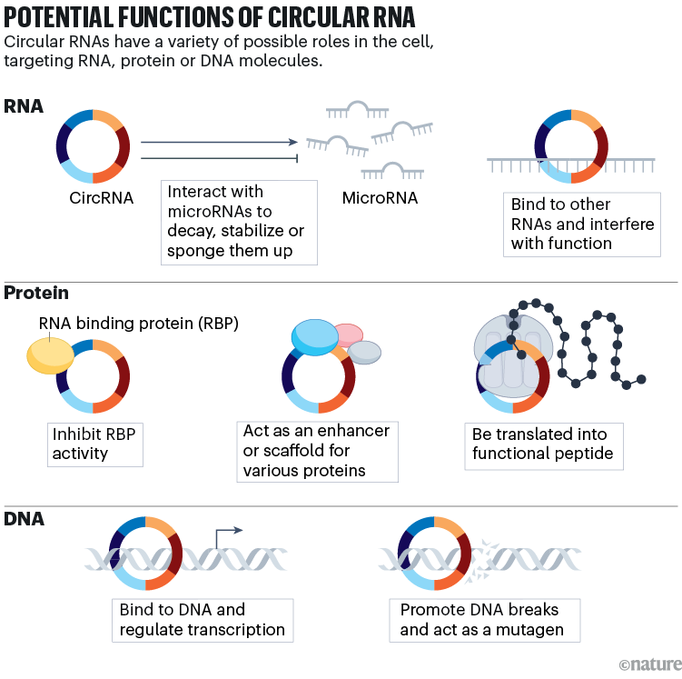 POTENTIAL FUNCTIONS OF CIRCULAR RNA: figure showing how circular RNAs have a variety of possible roles in the cell, targeting RNA, protein or DNA.