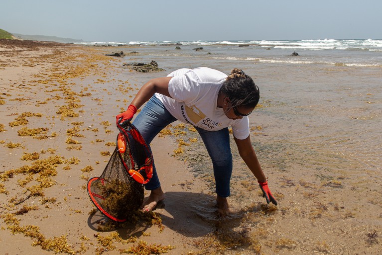 Legena Henry collects sargassum on the shoreline of Barbados, to be processed into biomass fuel.